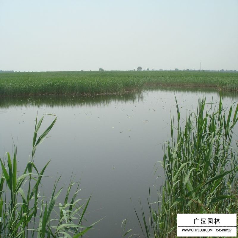 蘆葦產(chǎn)地