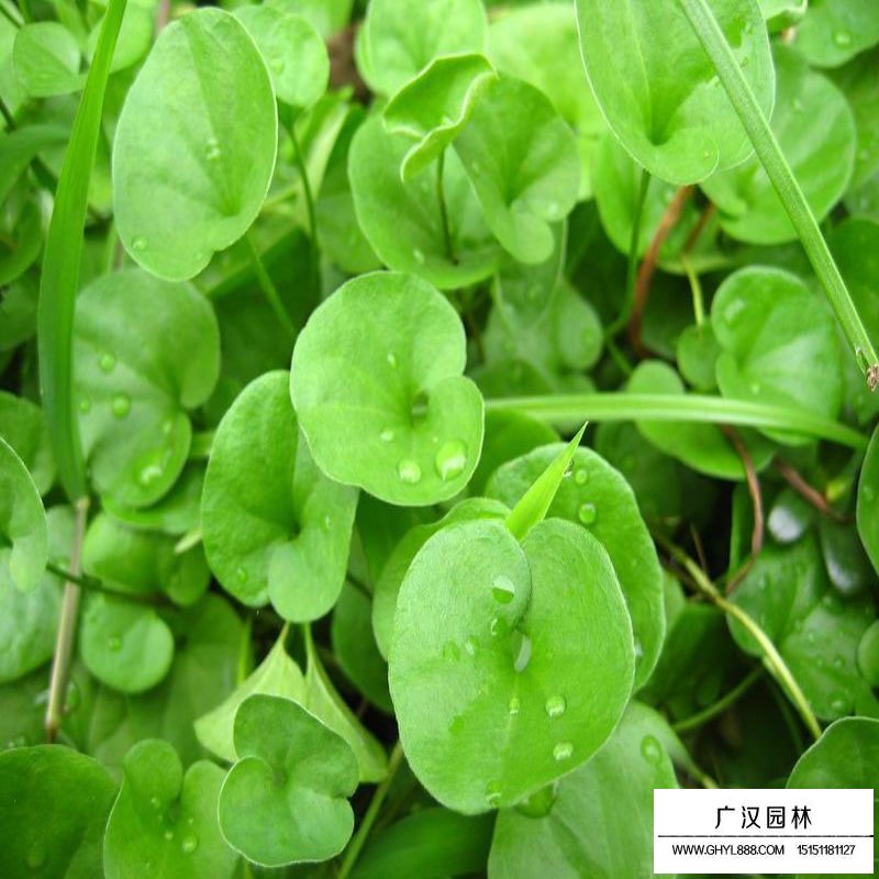 馬蹄筋的價(jià)格