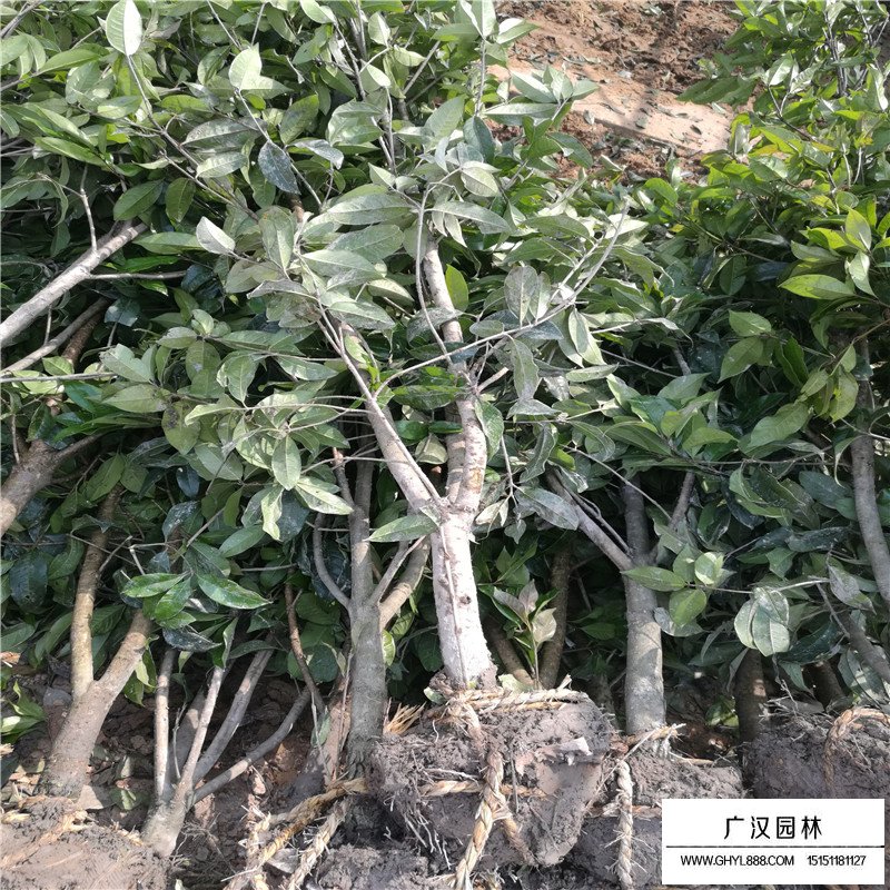 四季桂產(chǎn)地