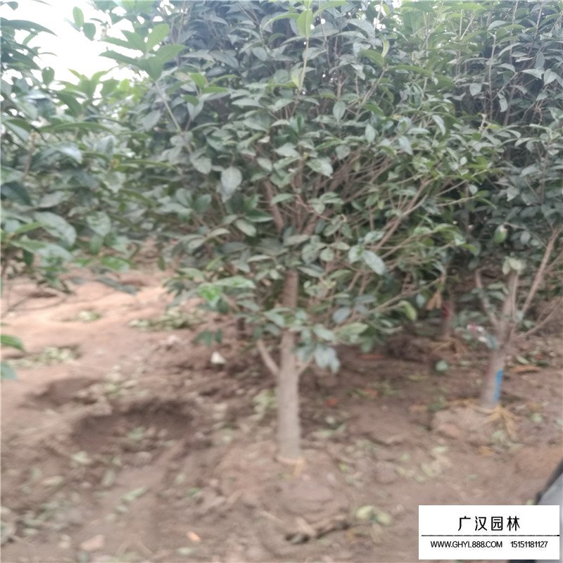 四季桂產(chǎn)地