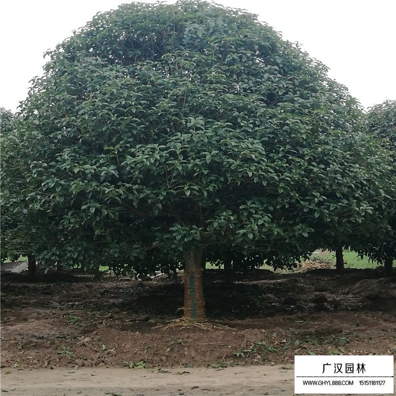 四季桂產(chǎn)地