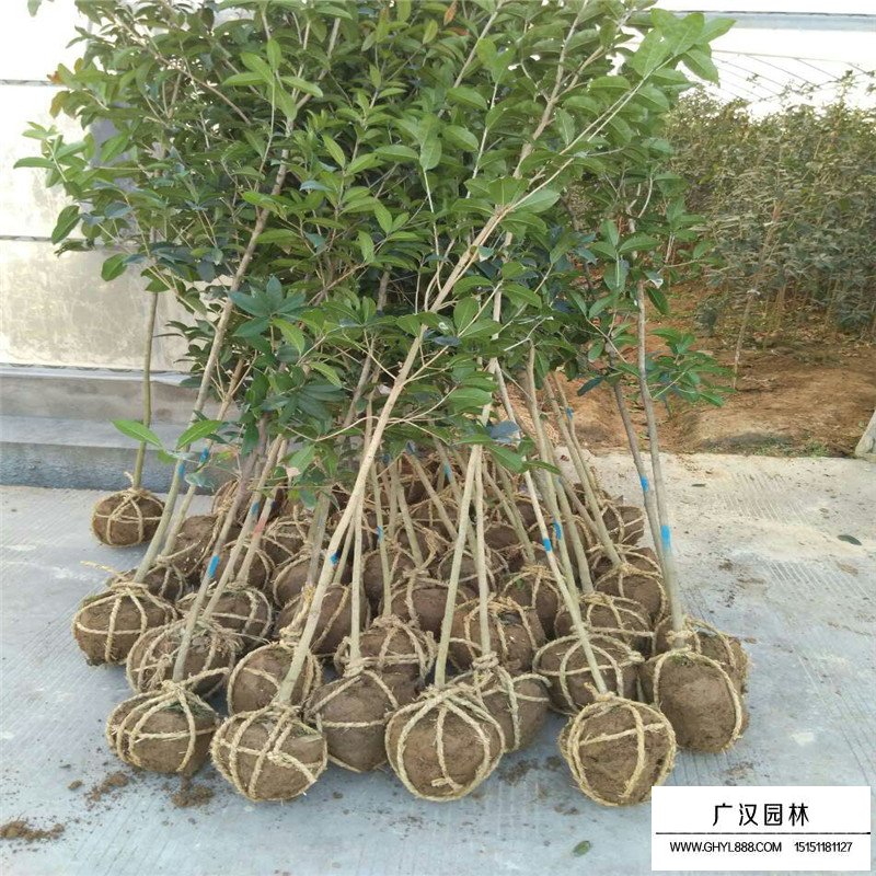 四季桂產(chǎn)地