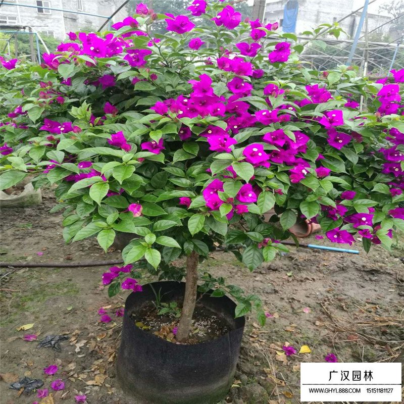 三角梅產(chǎn)地