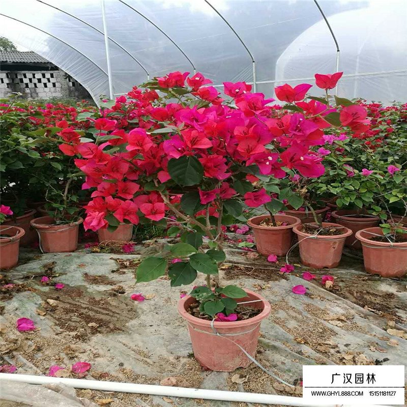 三角梅產(chǎn)地