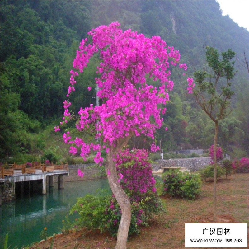 三角梅產(chǎn)地