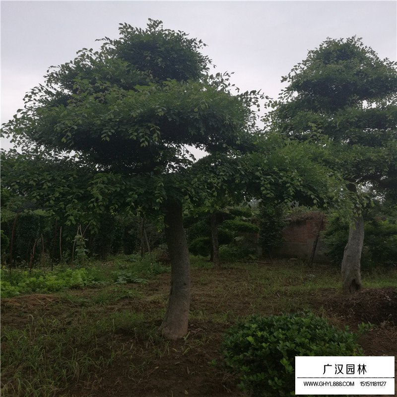 榔榆樹價(jià)格