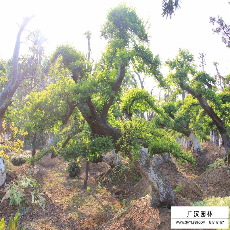 榔榆樹價(jià)格