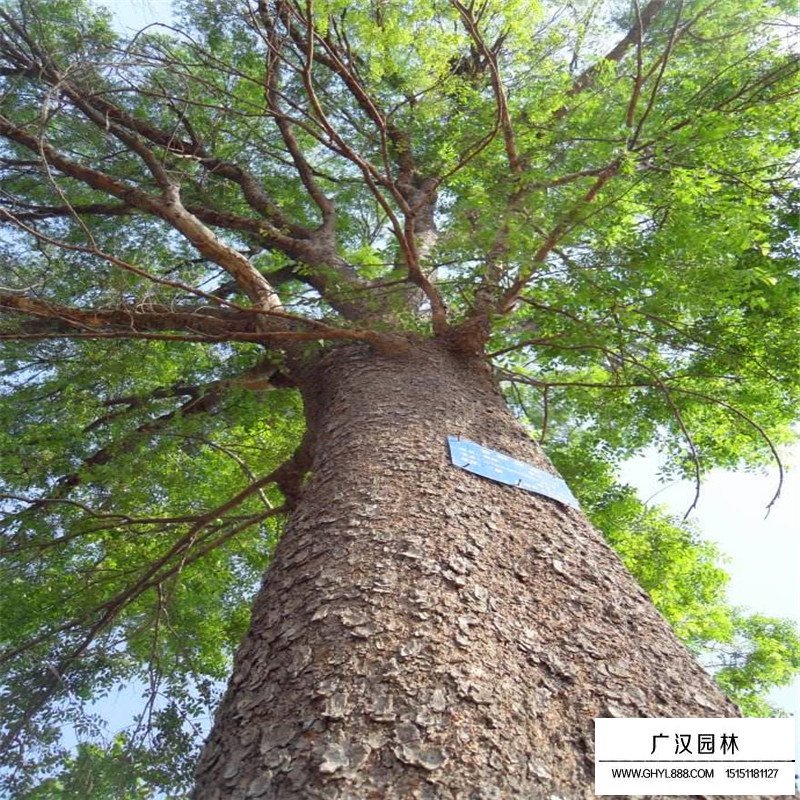 榔榆樹價(jià)格