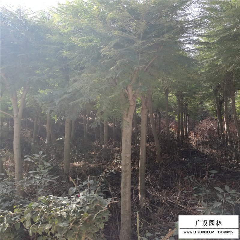 藍花楹產(chǎn)地