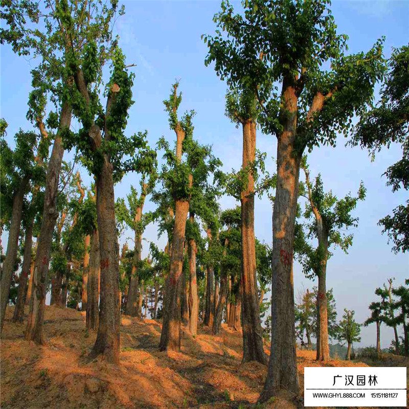 榔榆樹價(jià)格