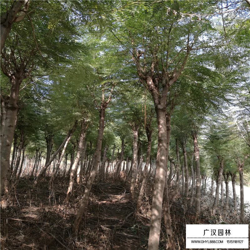 藍花楹產(chǎn)地