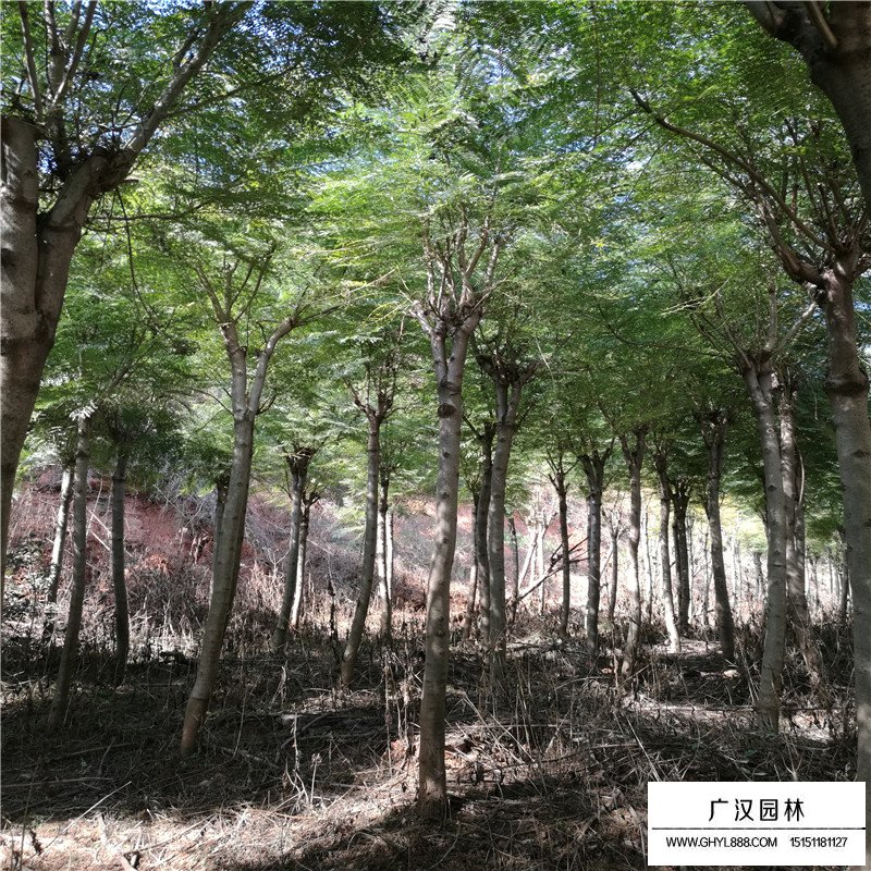 藍花楹產(chǎn)地