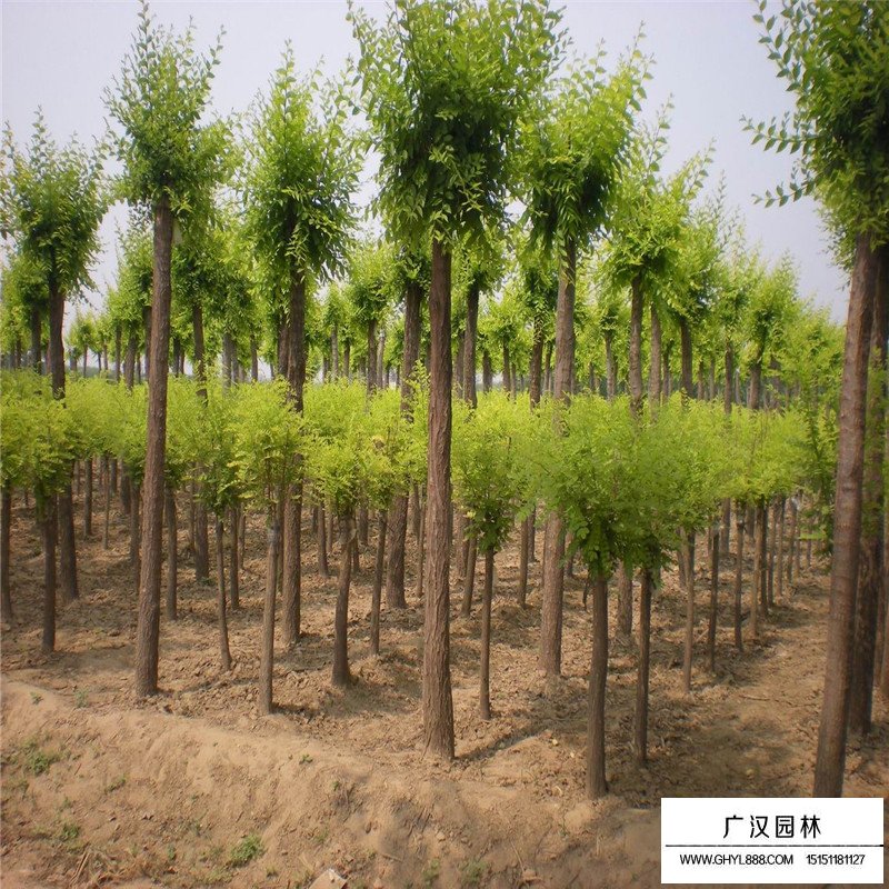 金葉榆價(jià)格