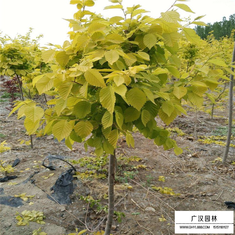 金葉榆價(jià)格
