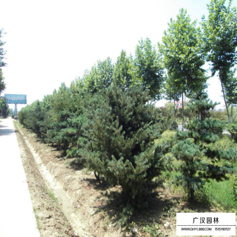 五針?biāo)蓛r(jià)格