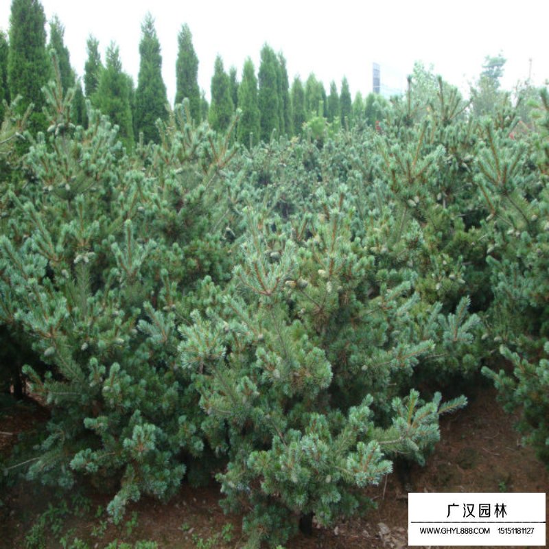 五針?biāo)蓛r(jià)格