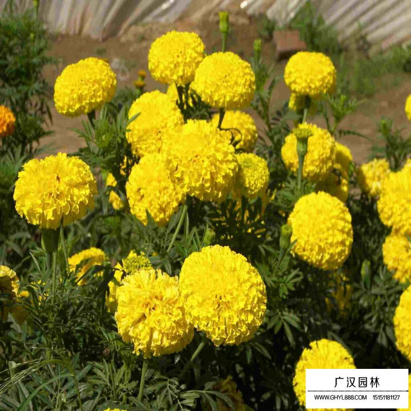 萬壽菊產(chǎn)地