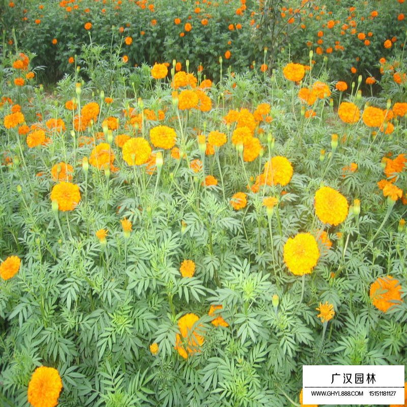 萬壽菊產(chǎn)地