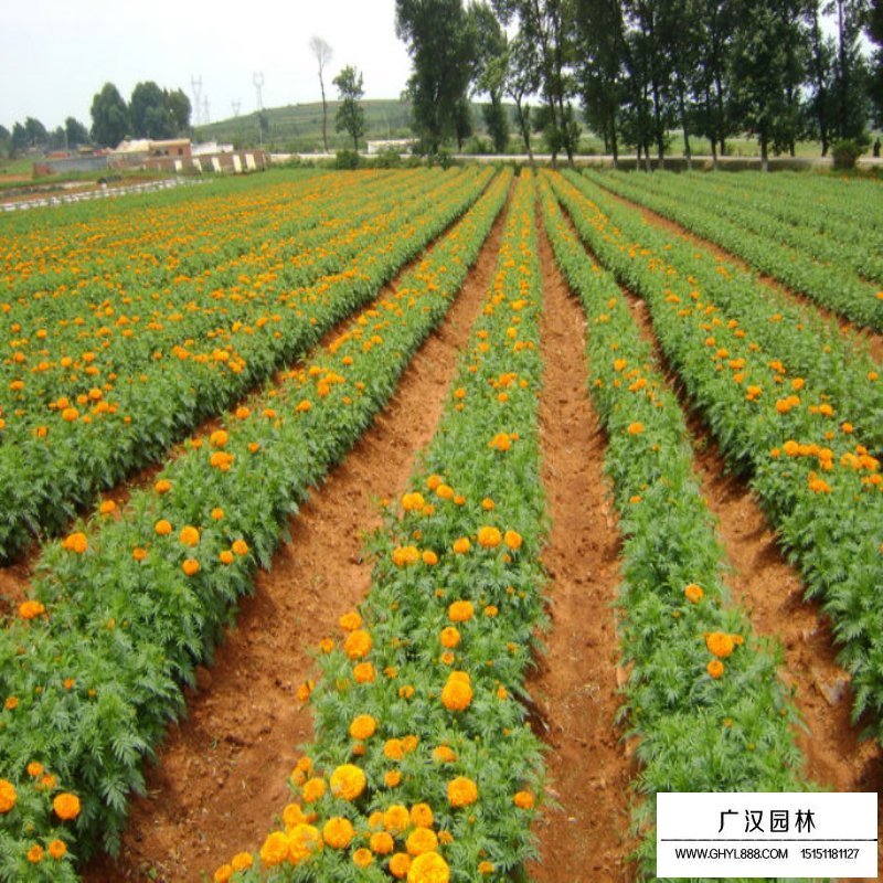 萬壽菊產(chǎn)地