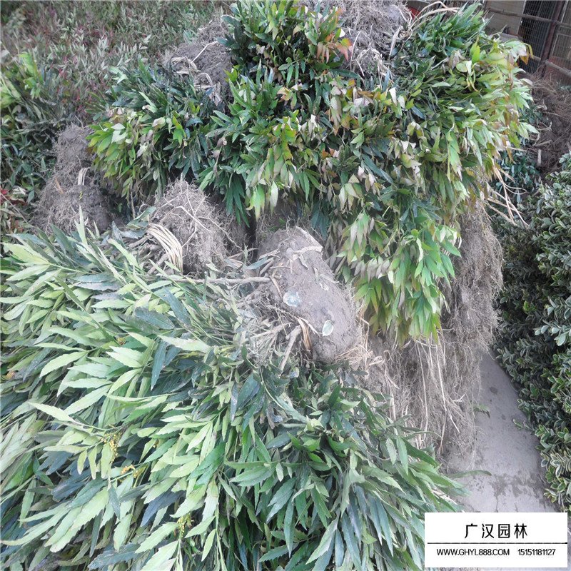 十大功勞價(jià)格