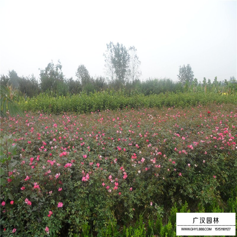 薔薇花價(jià)格
