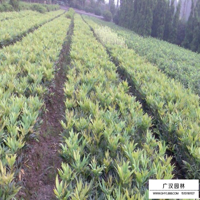 十大功勞價(jià)格