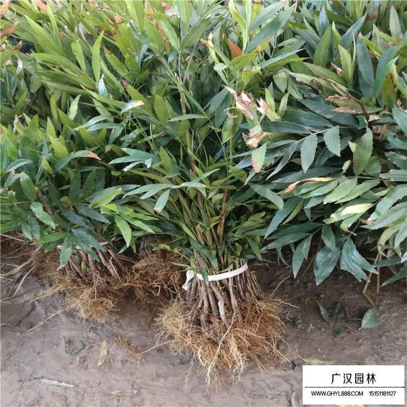 十大功勞價(jià)格