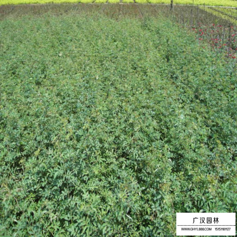 薔薇花價(jià)格