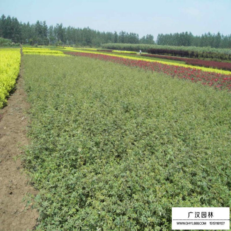 薔薇花價(jià)格