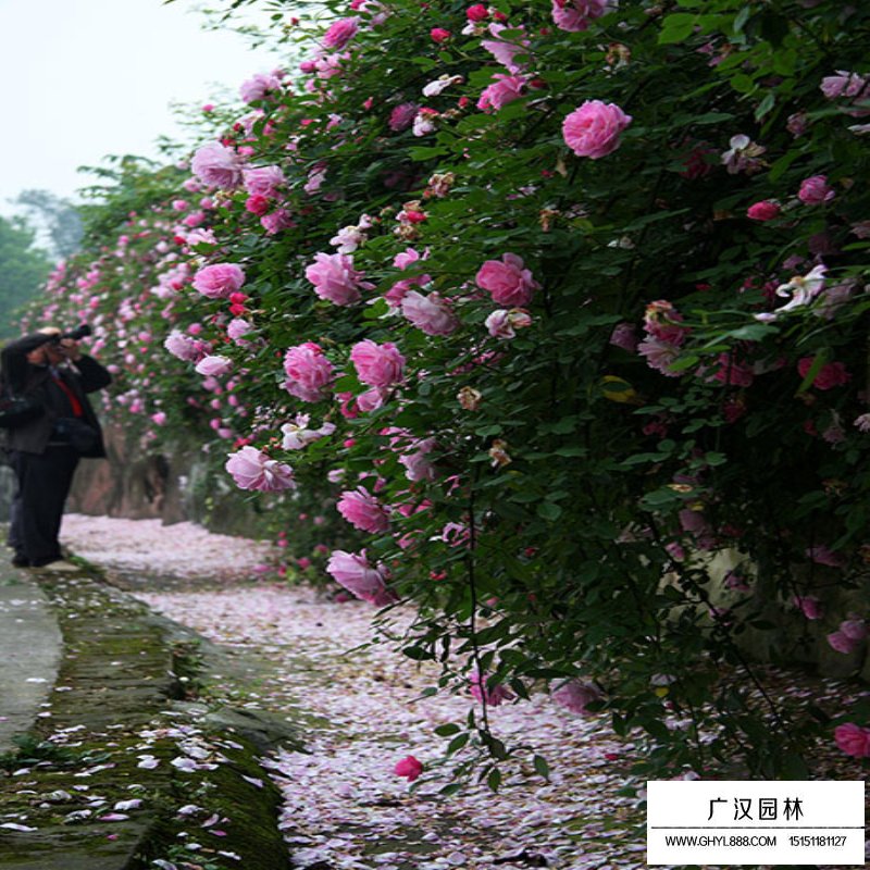 薔薇花價(jià)格