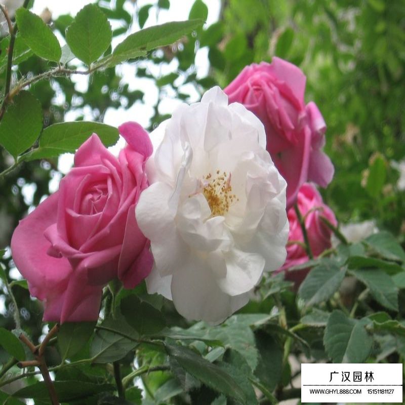 薔薇花價(jià)格