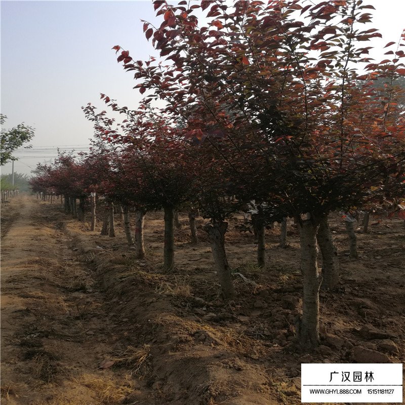 美人梅產(chǎn)地