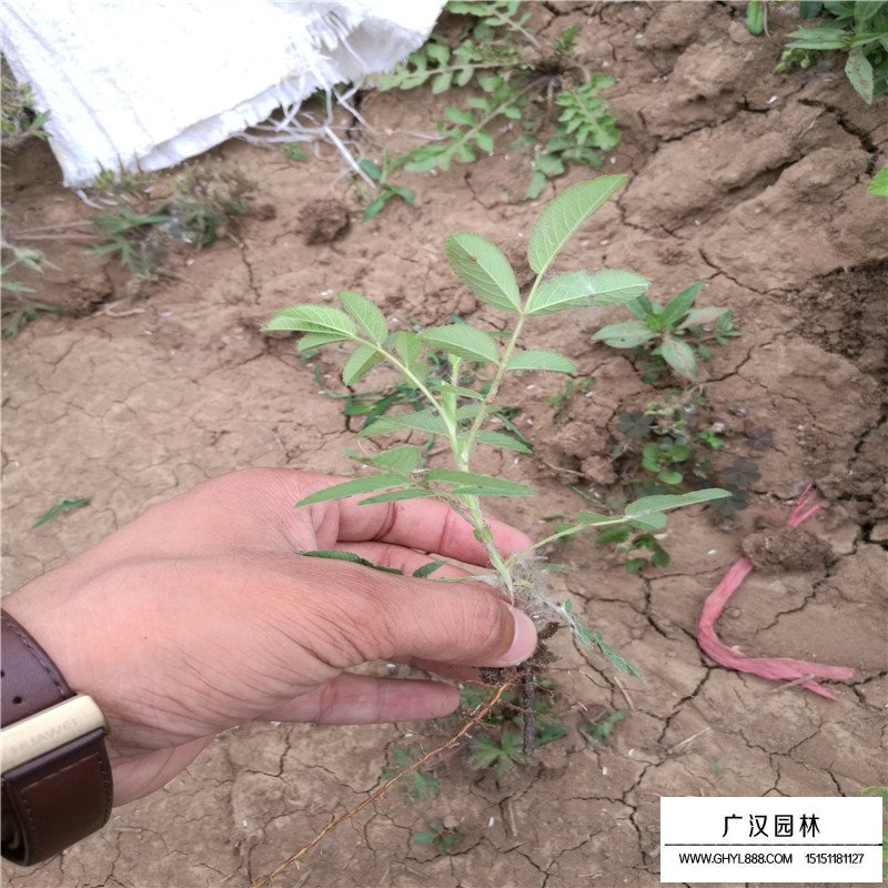 玫瑰苗產(chǎn)地