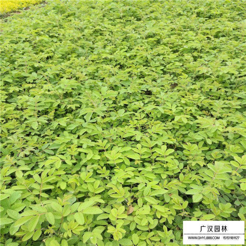 玫瑰苗產(chǎn)地