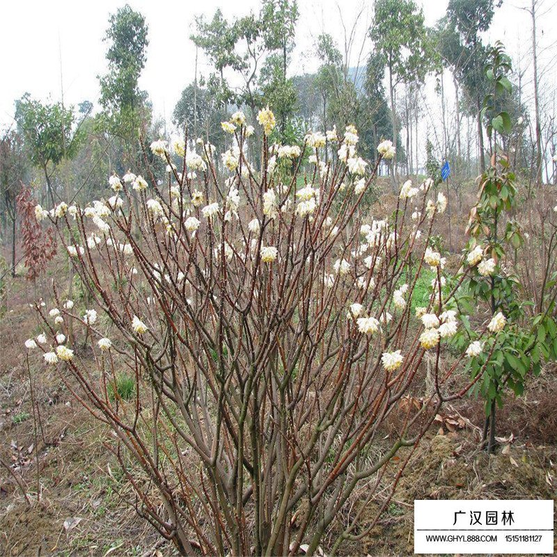 結(jié)香價(jià)格