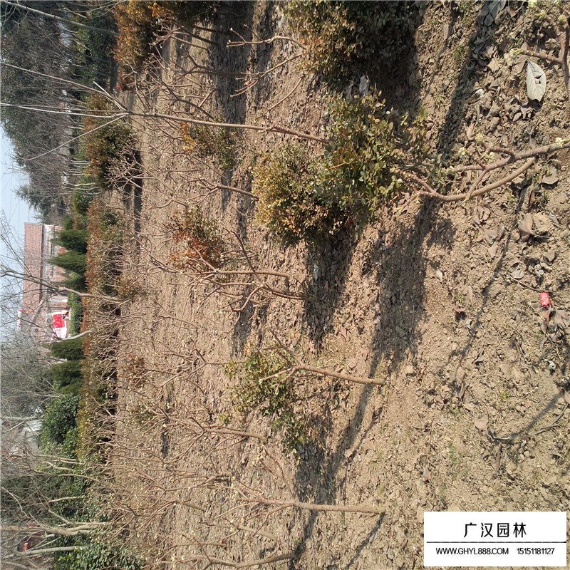 結(jié)香價(jià)格