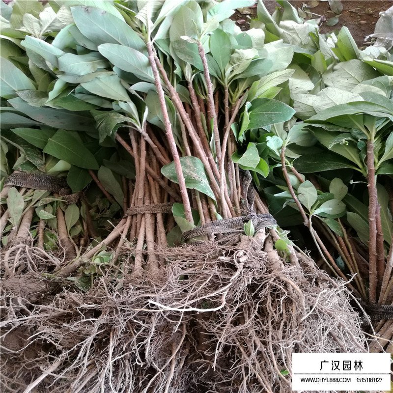 結(jié)香價(jià)格