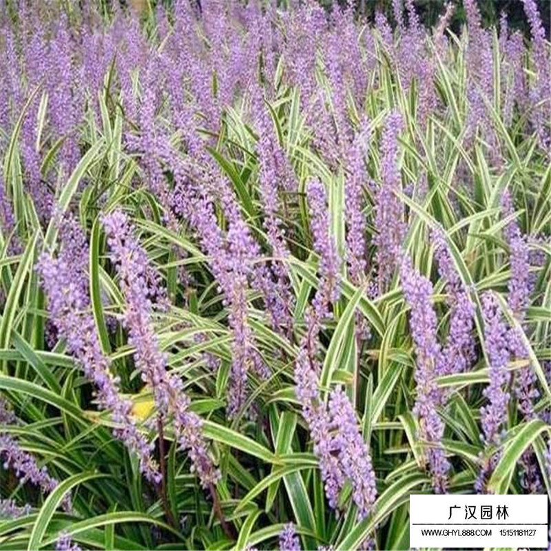 金邊麥冬草產(chǎn)地