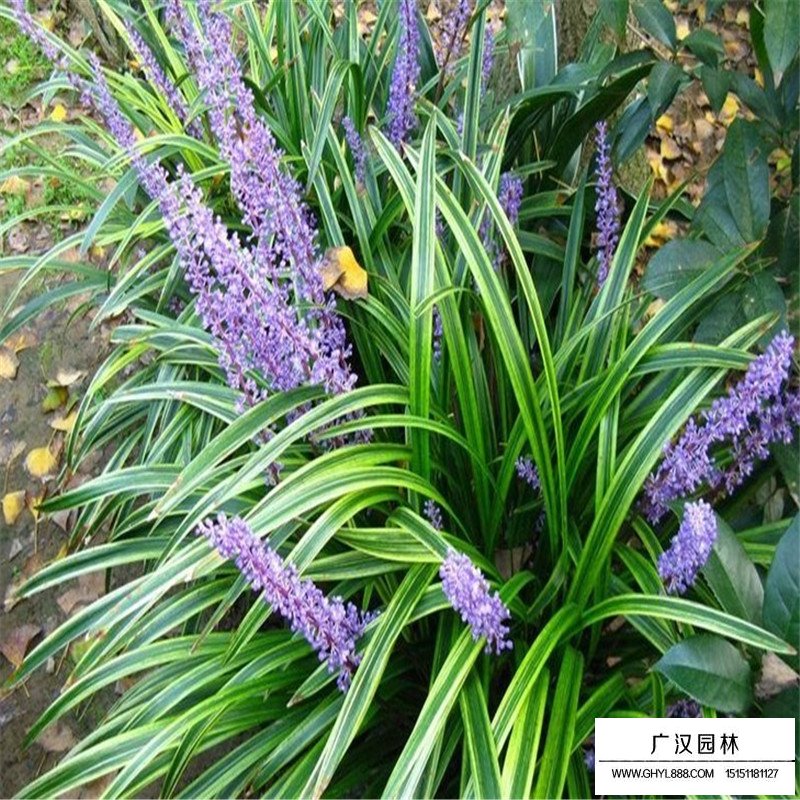 金邊麥冬草產(chǎn)地