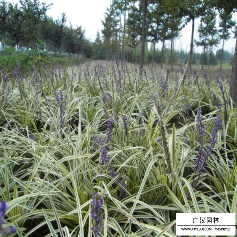 金邊麥冬草產(chǎn)地