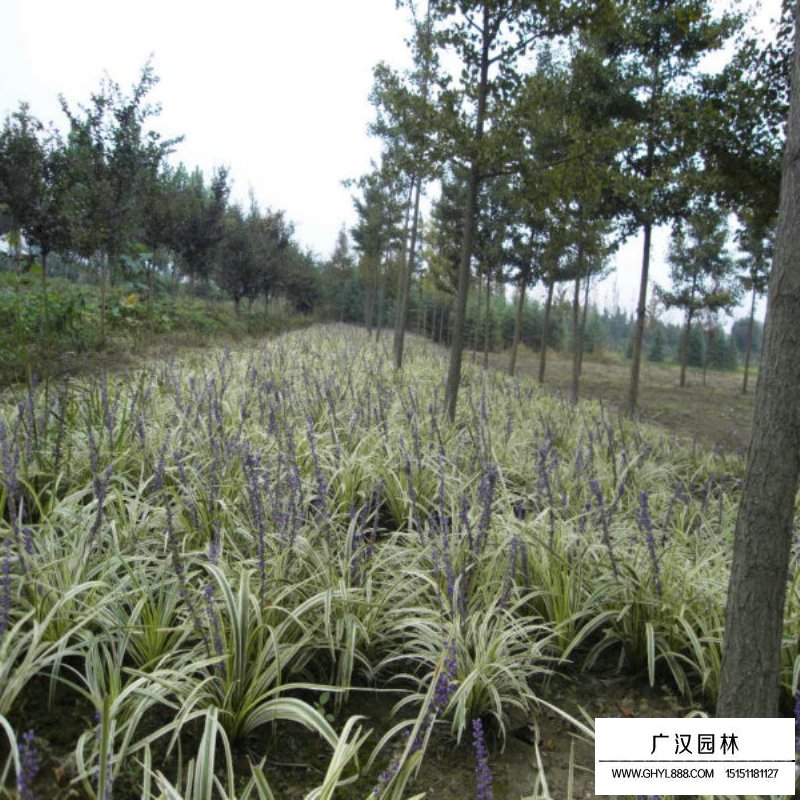 金邊麥冬草產(chǎn)地