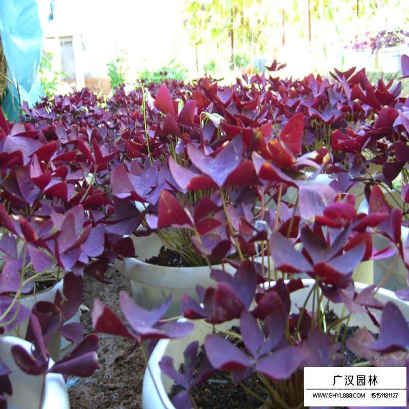 紫葉酢漿草產(chǎn)地