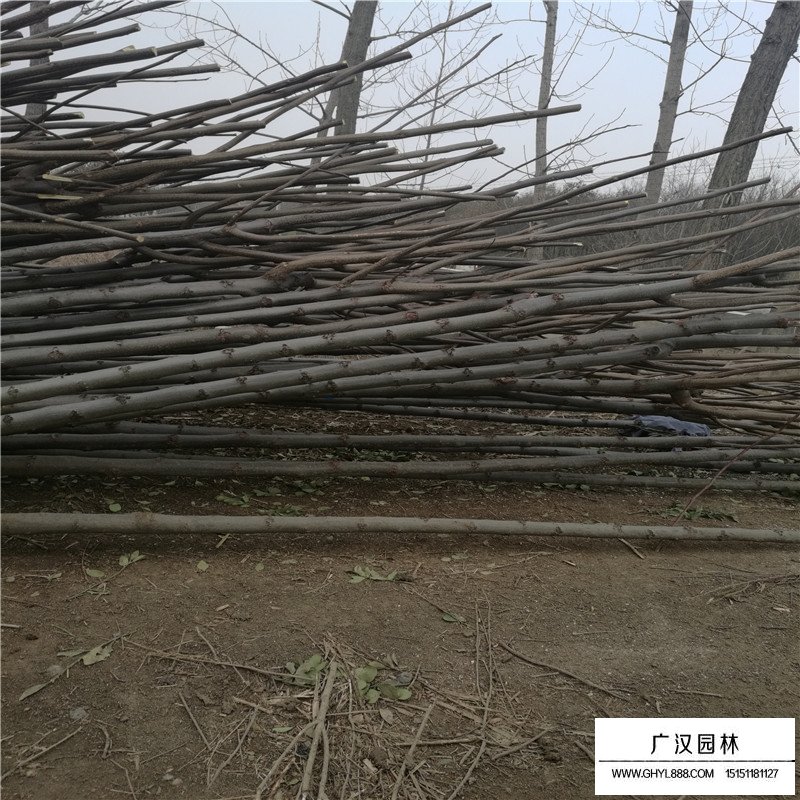 黃山欒樹價(jià)格