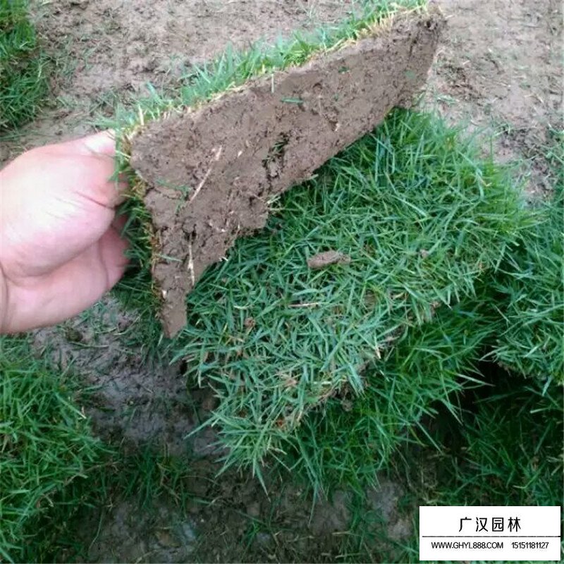 百慕大草坪價格