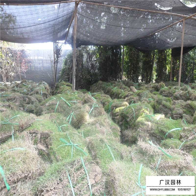 百慕大草坪價格