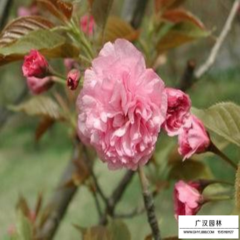 福建山櫻花價(jià)格
