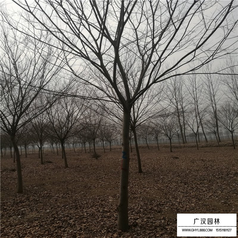 紅櫸樹價(jià)格