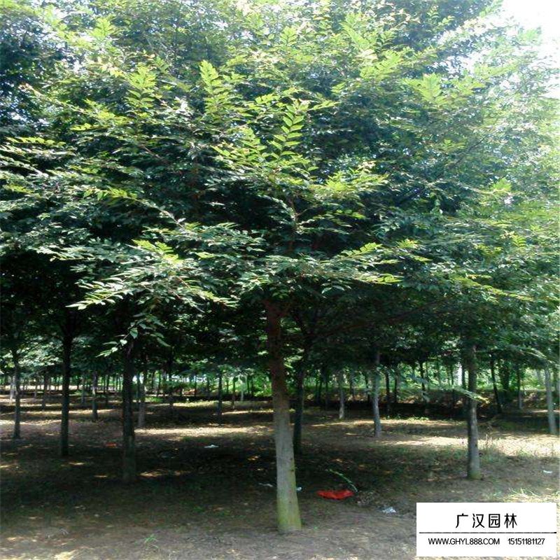 紅櫸樹價(jià)格