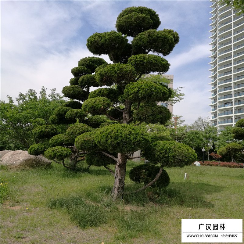 造型龍柏產(chǎn)地