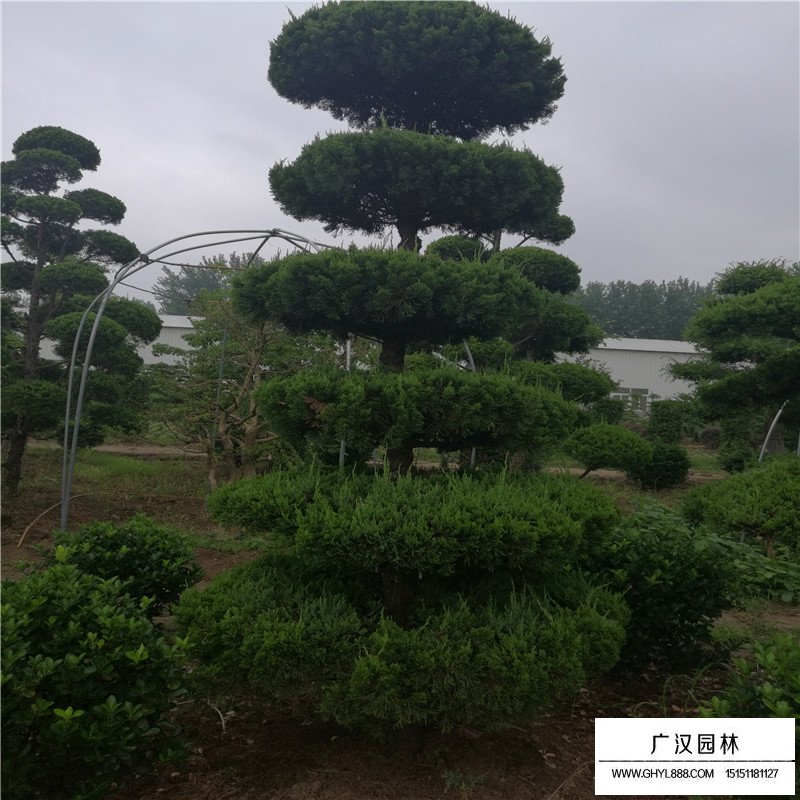 造型龍柏產(chǎn)地